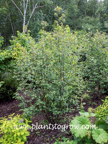 Speckled Alder (Alnus incana ssp rugosa)